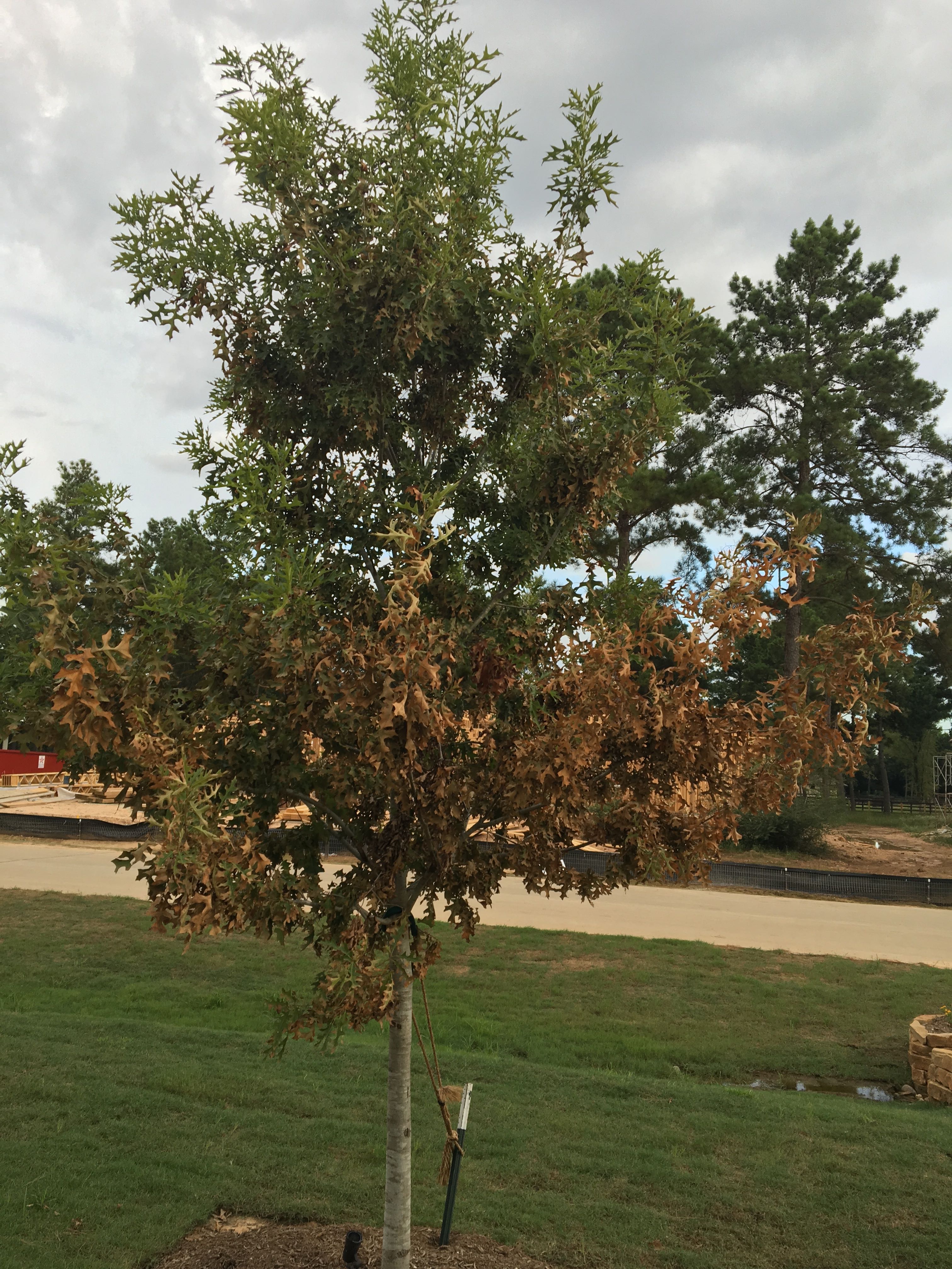 One of our dying oak trees