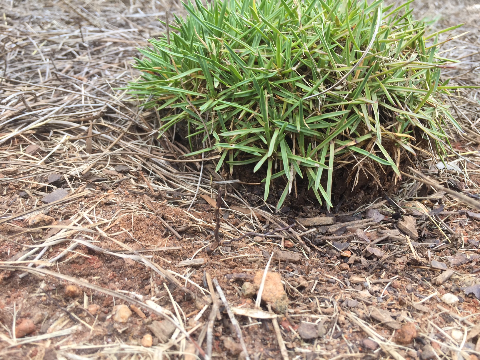 closeup of 1 unplanted plant in pine straw 