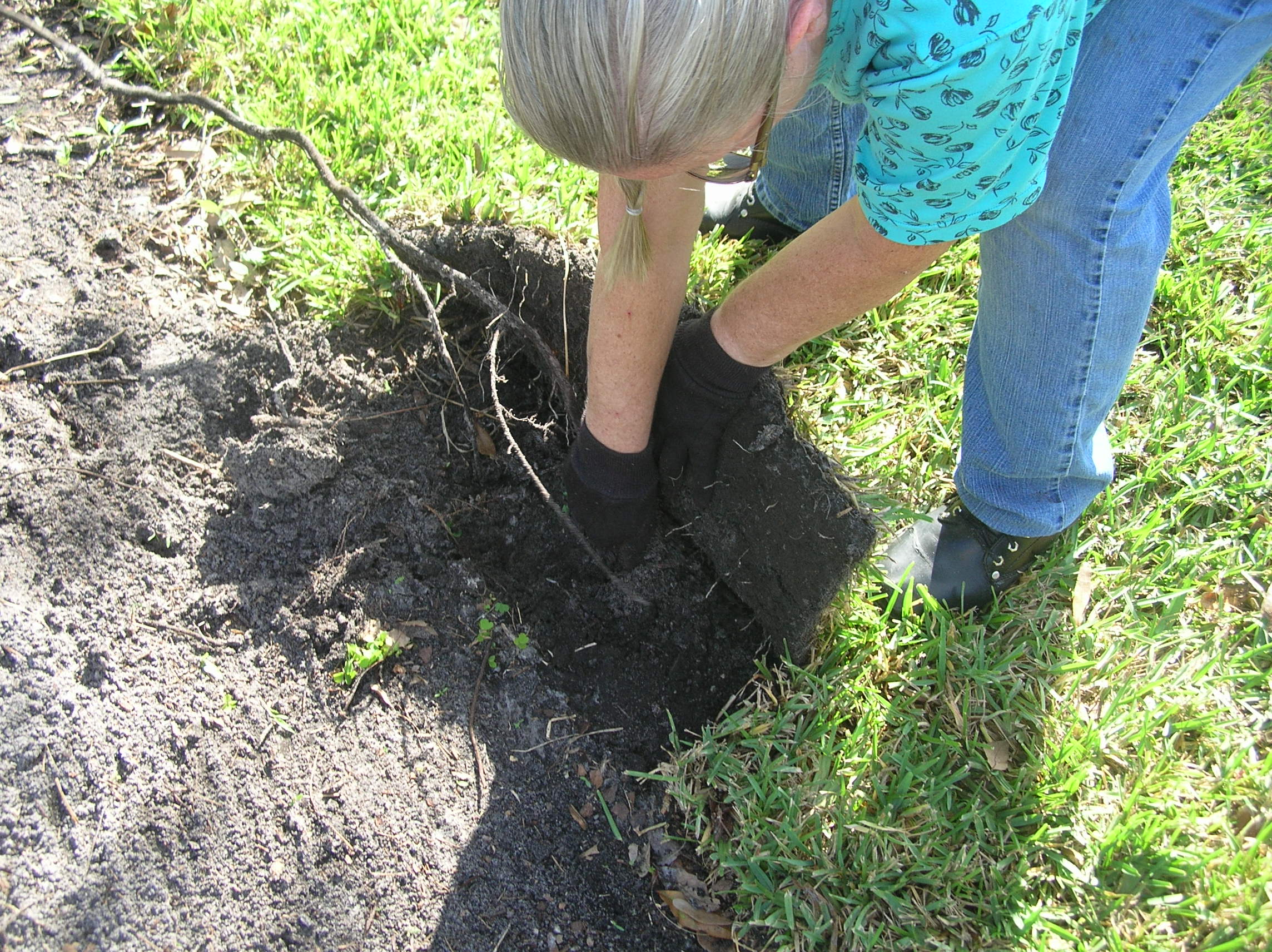 vines and roots covered with sod