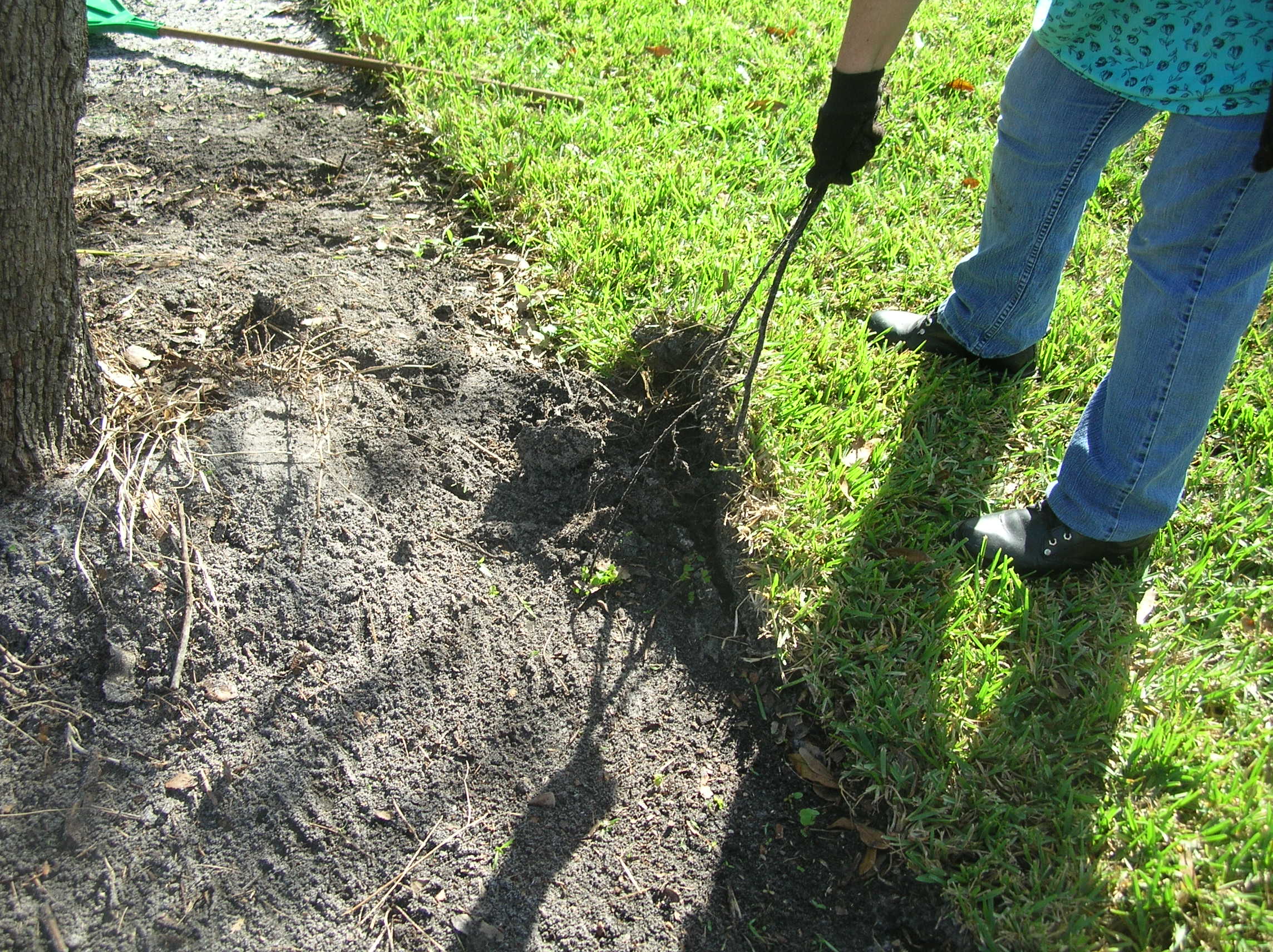 vines and roots covered with sod