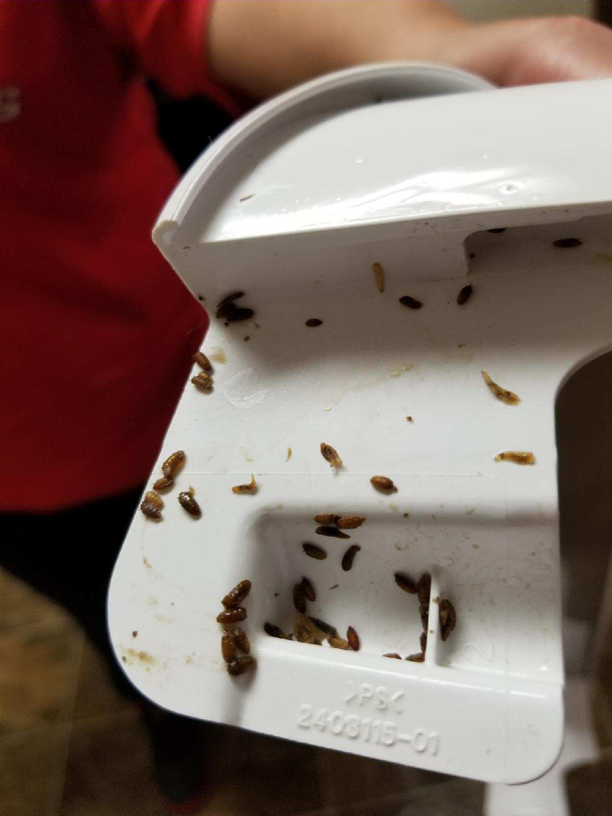 Maggots Not Cleaned in Refrigerator