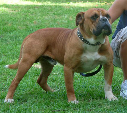 OLDE ENGLISH BULLDOGGES 