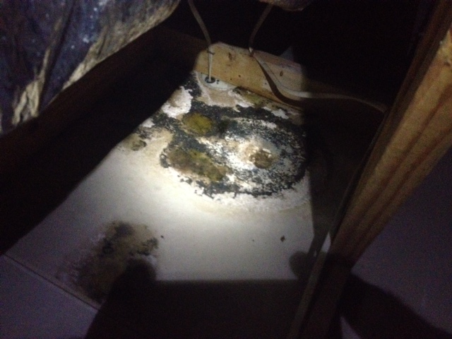 Mold caused by improper application of Icynene.