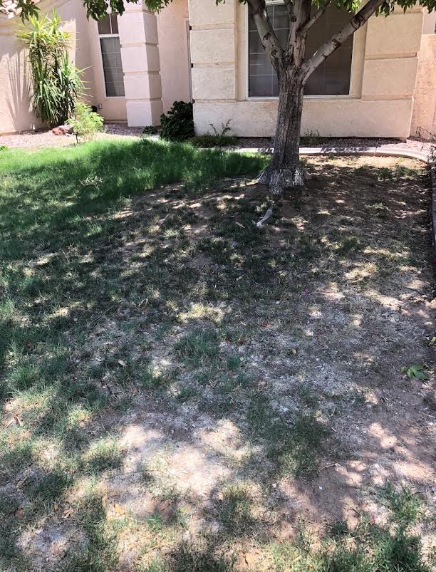 Dead Lawn AFTER Emerald Cut took over "service"