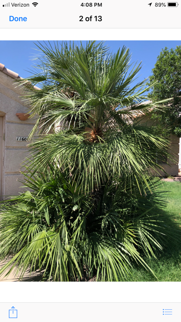 Overgrown/Unkept Palms AFTER Emerald Cut took over