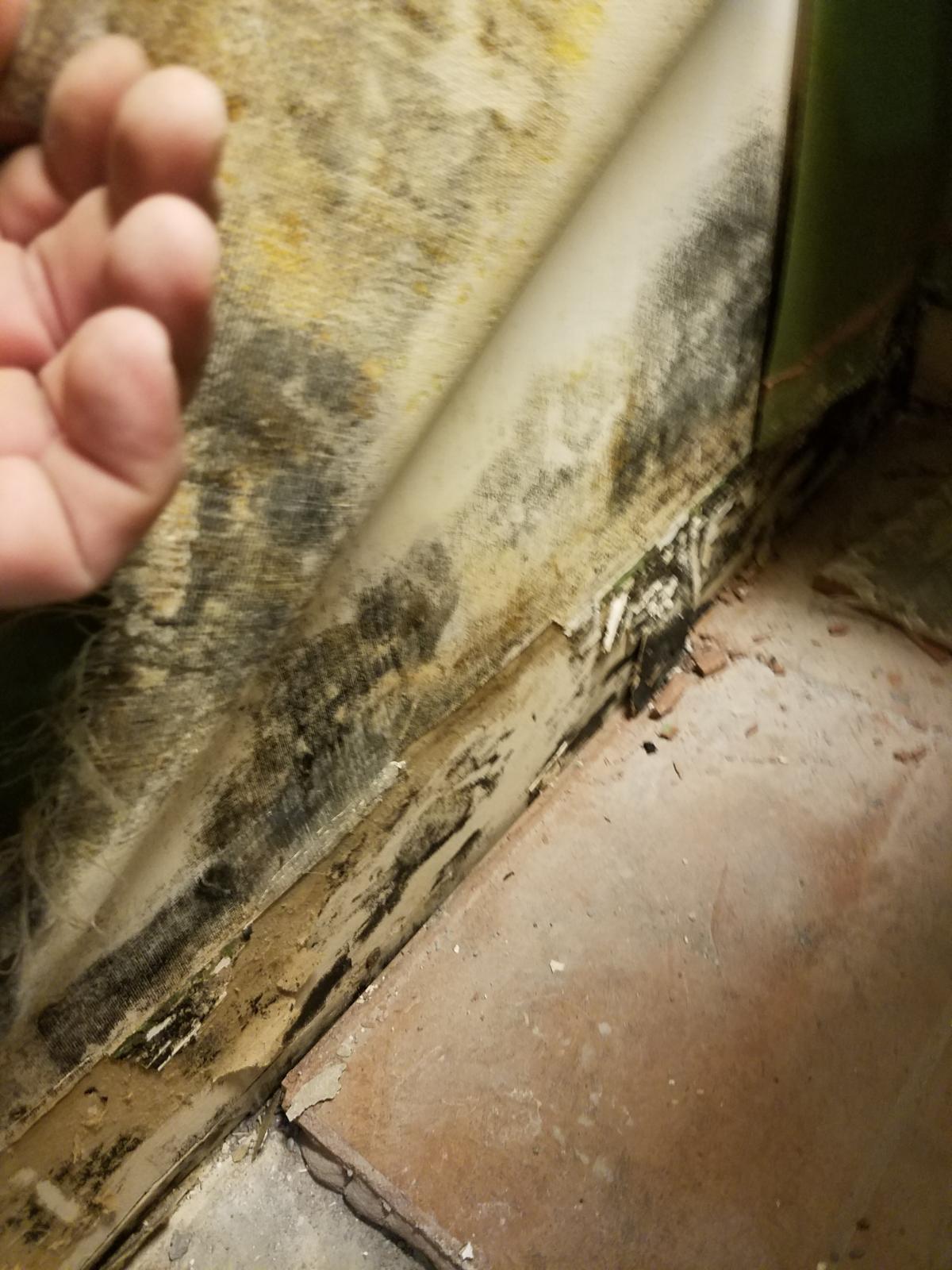 Bathroom Mold Steve neglected to find