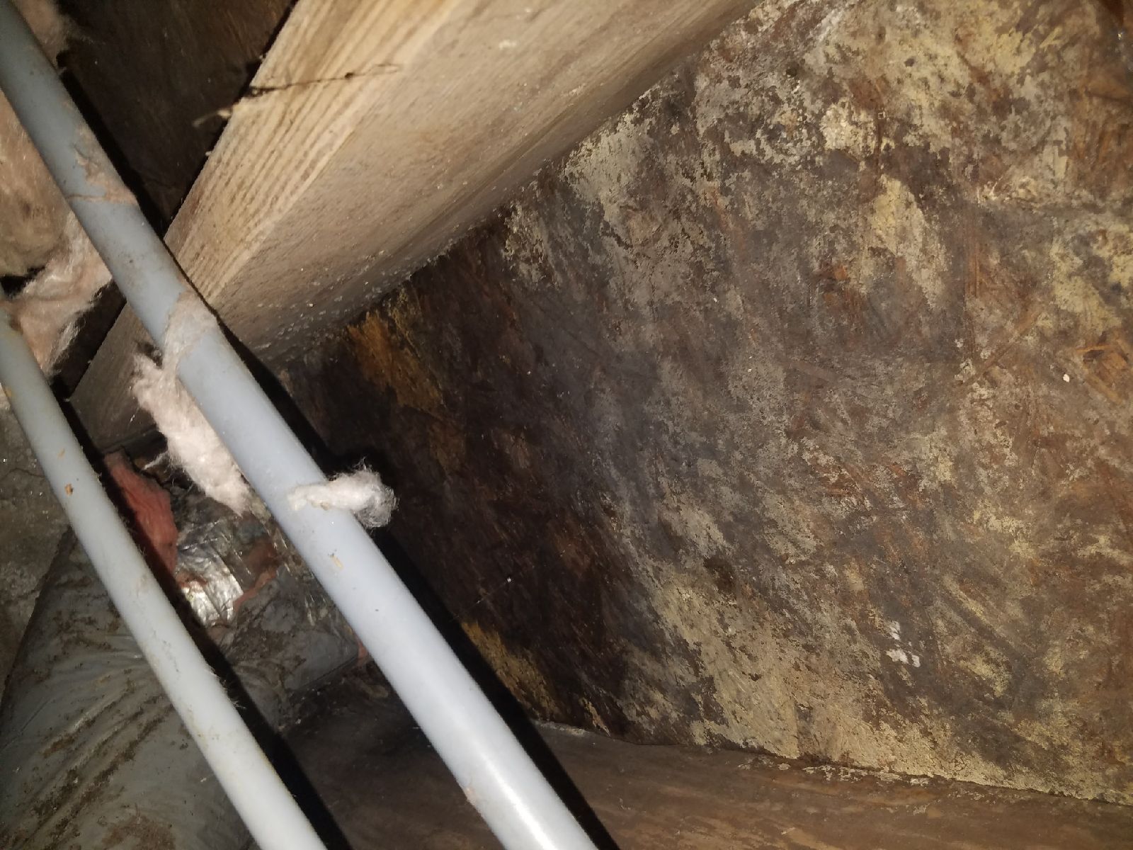 Black mold that was above the insulation