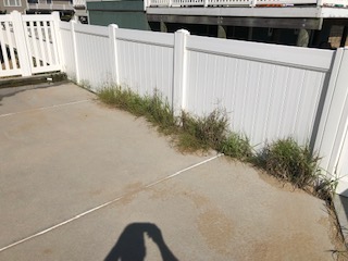 WEEDS GROWING ALONG THE POOL DECK WALLS