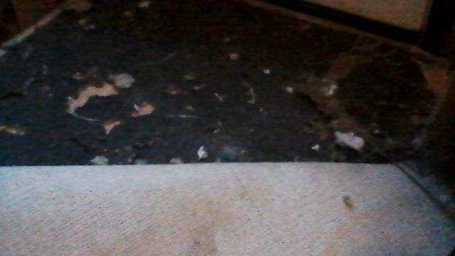 mold under carpet. 