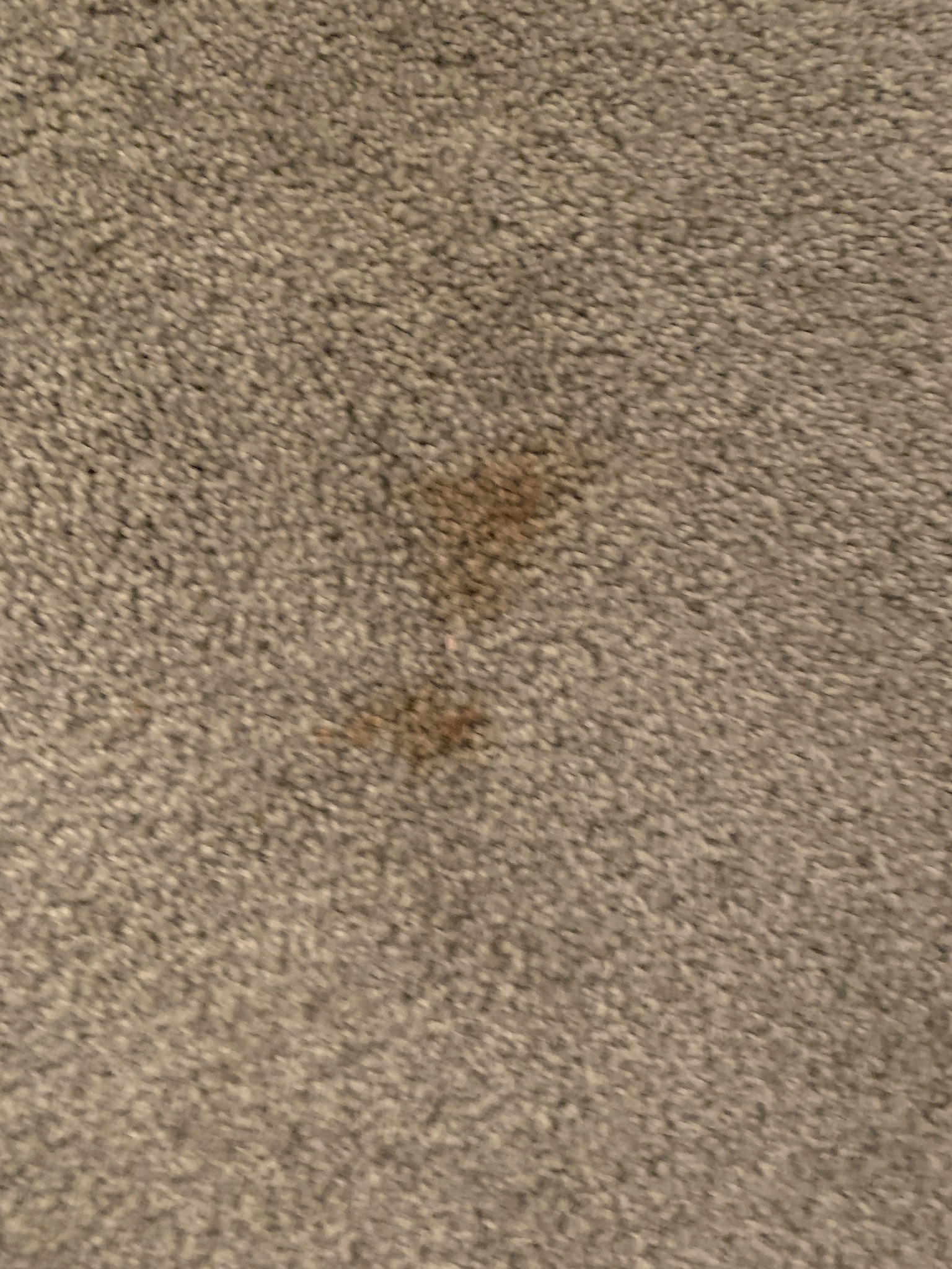 stain to carpet