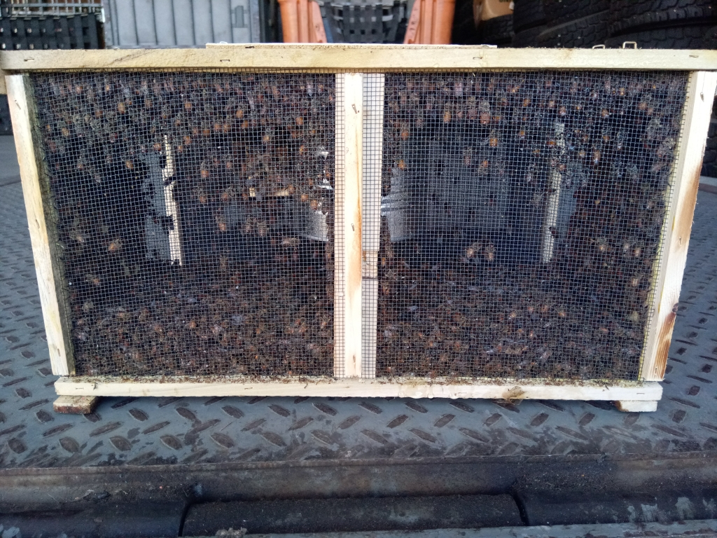 dead bees upon arrival. bottom and sides coverd