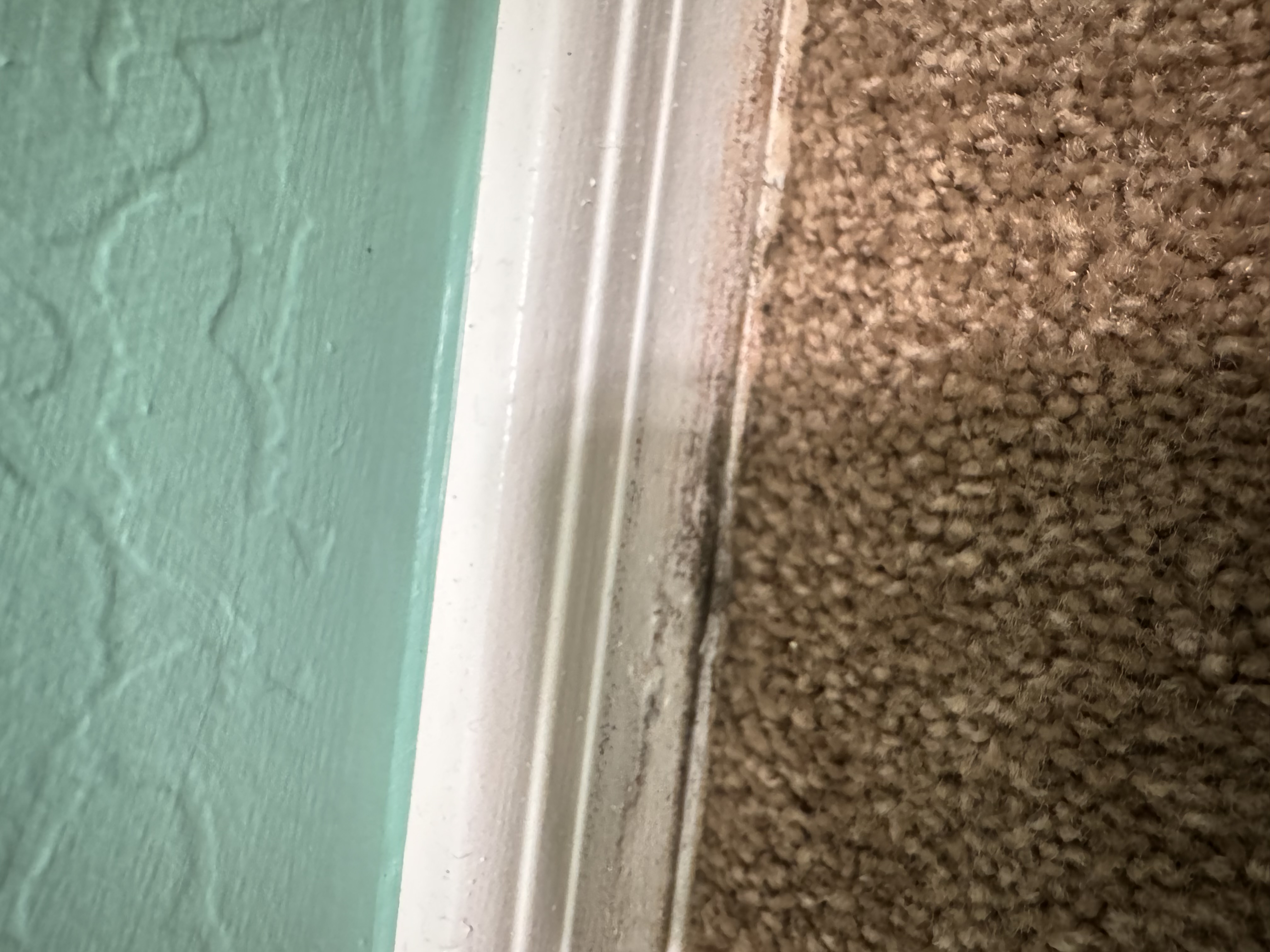 Mold on the carpet and the baseboards