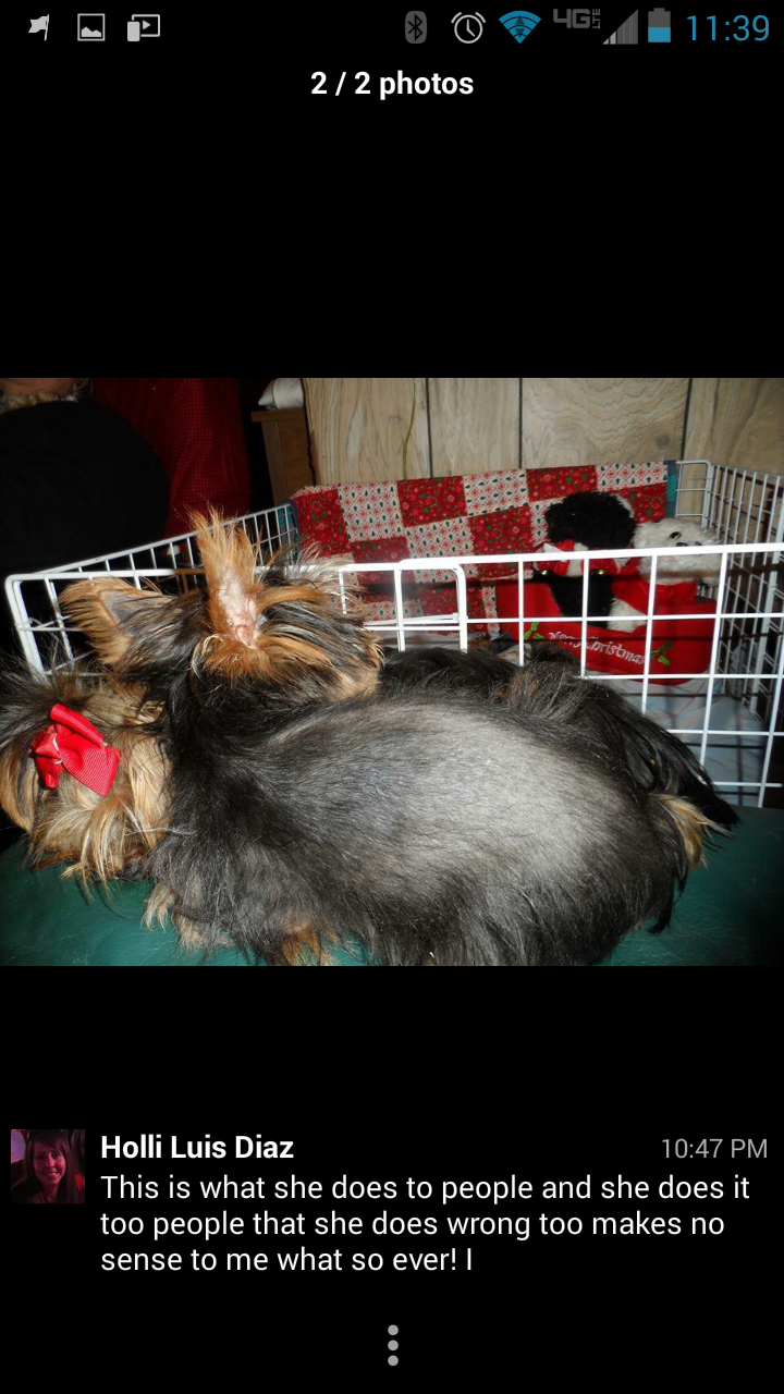 This is a puppy she sold as a Chocolate Yorkie when in fact it is not.