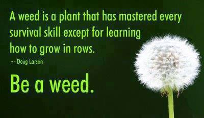 A weed is a plant that