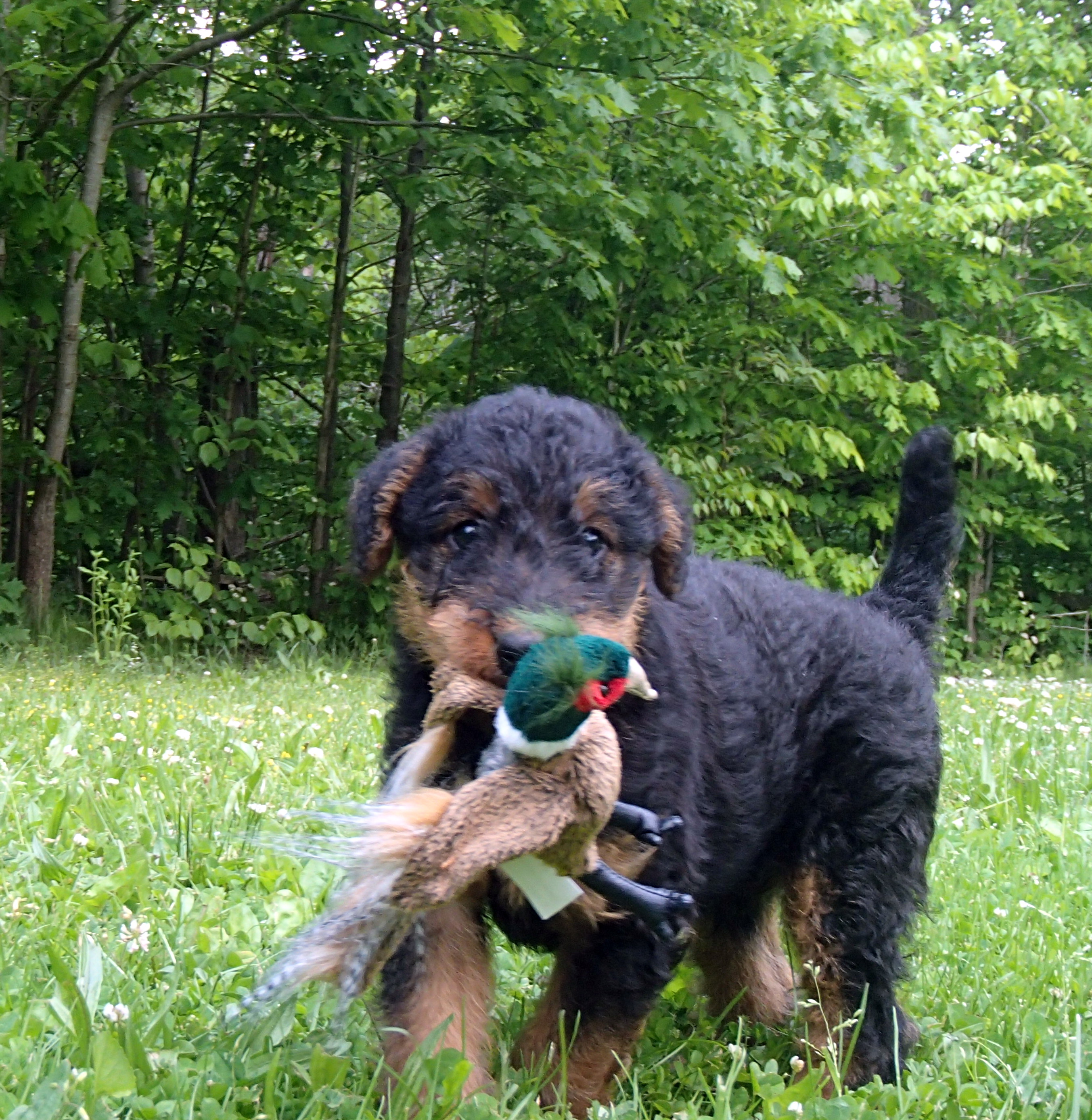 Here's our puppy at 6 weeks!